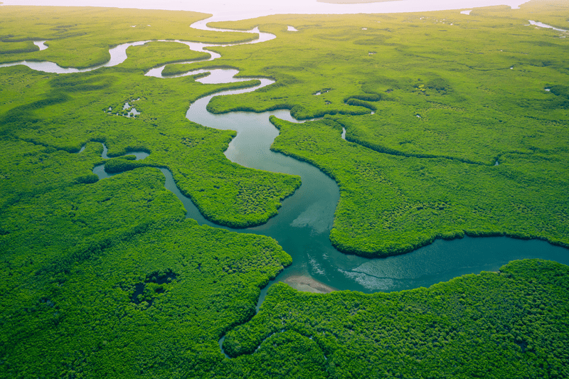 Aerial view of mangrove forest in Gambia.