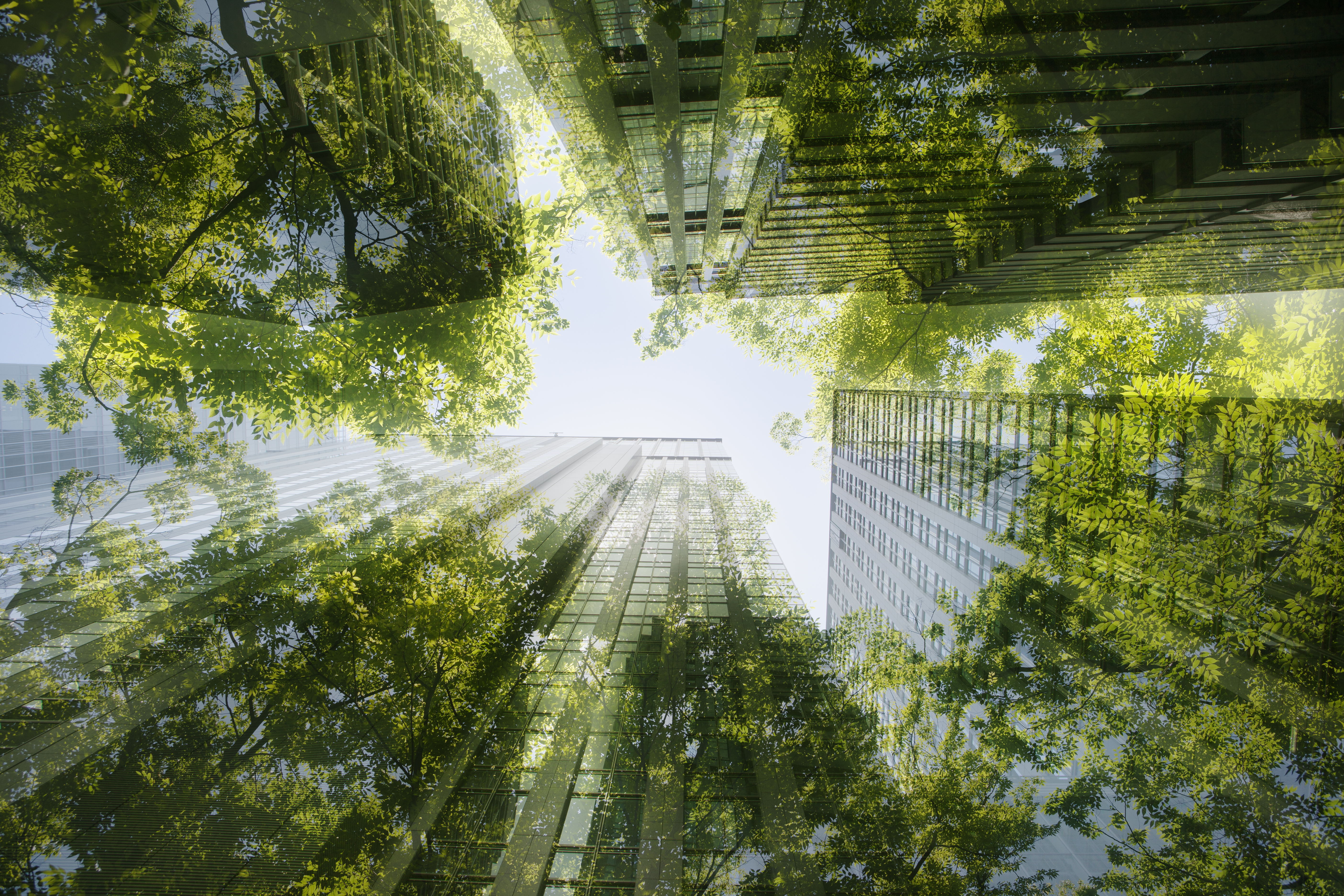 Buildings with trees reflecting off windows