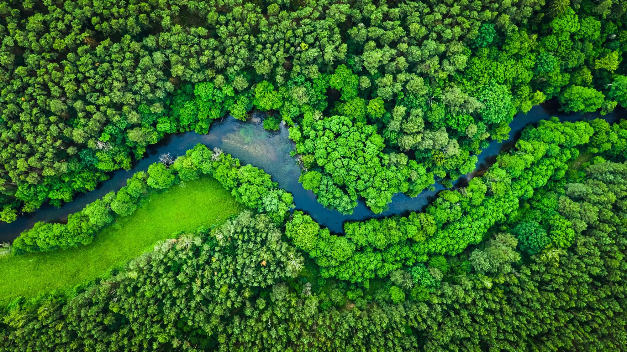 Overhead view of forest road