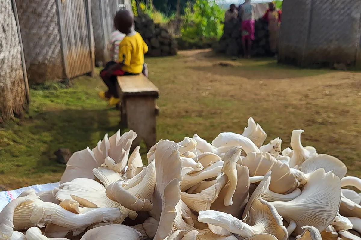 Mushroom Farming