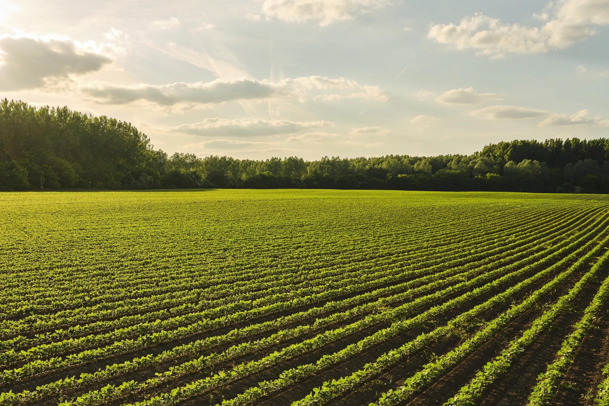tree meadow with sunshine