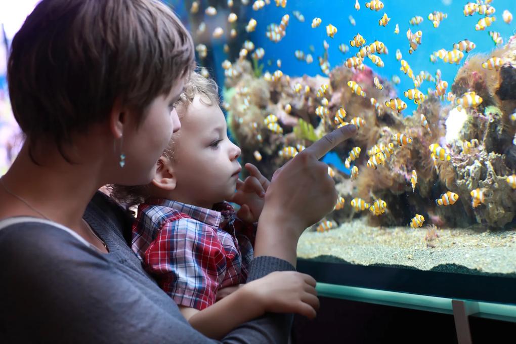 woman and child looking at fish in an aquarium